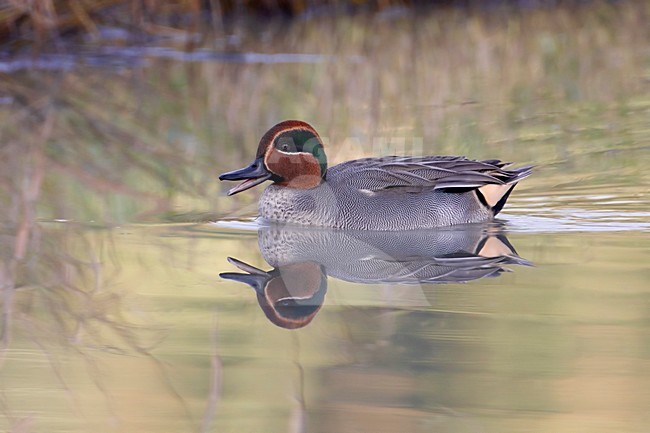 Mannetje Wintertaling; Male Common Teal stock-image by Agami/Daniele Occhiato,