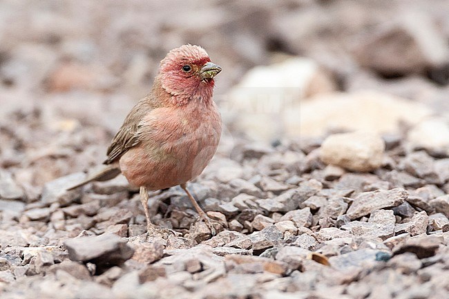 Male Sinai Rosefinch (Carpodacus synoicus) in a desert canyon near Eilat, Israel stock-image by Agami/Marc Guyt,