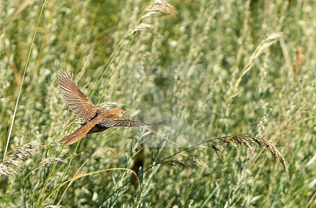 Thick-billed Warbler, Arundinax aedon, during autumn migration in Mongolia. stock-image by Agami/Dani Lopez-Velasco,