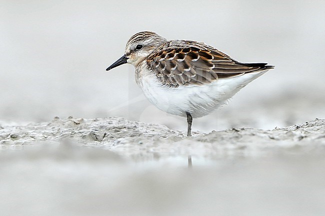 First-winter Red-necked Stint (Calidris ruficollis) during autumn migration in Mongolia. stock-image by Agami/Dani Lopez-Velasco,