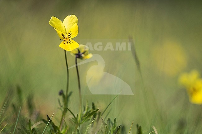 Mountain Pansy, Viola lutea subsp. calaminaria stock-image by Agami/Wil Leurs,