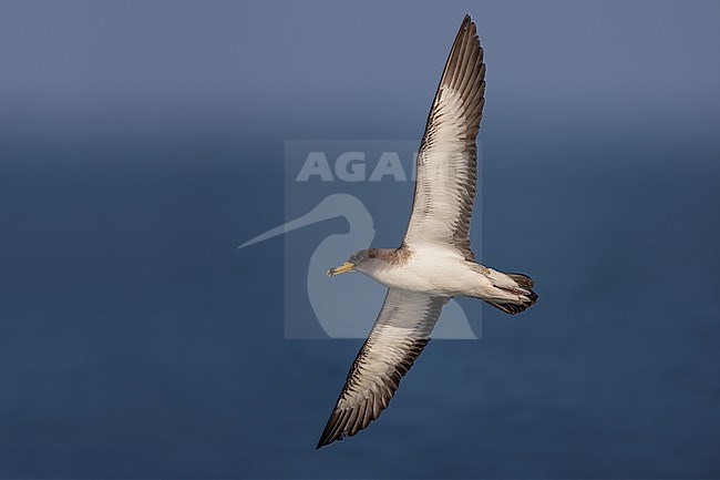 Scopoli's Shearwater, Calonectris diomedea, in Italy. stock-image by Agami/Daniele Occhiato,