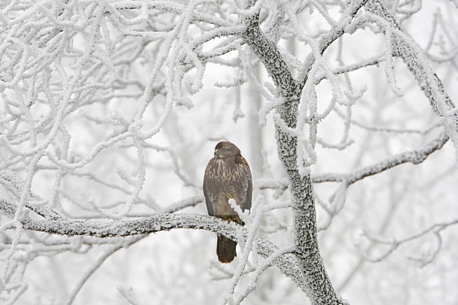 Buizerd in een berijpt winterlanschap; Common Buzzard in a winter landscape stock-image by Agami/Arie Ouwerkerk,