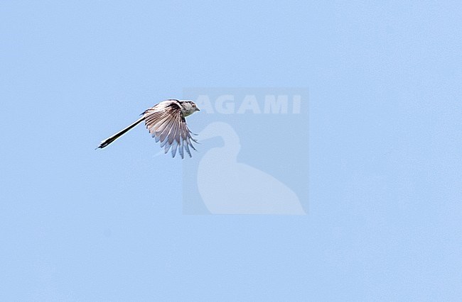 Flying Long-tailed Tit (Aegithalos caudatus) near Almere, Flevopolder, in the Netherlands. stock-image by Agami/Marc Guyt,