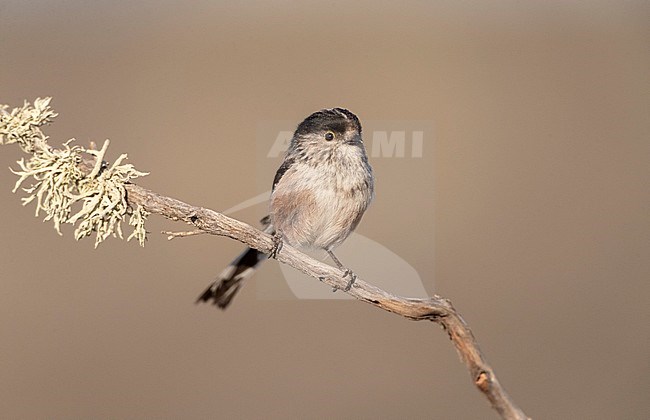 Iberian Long-tailed Tit (Aegithalos caudatus irbii) in central Spain. stock-image by Agami/Marc Guyt,