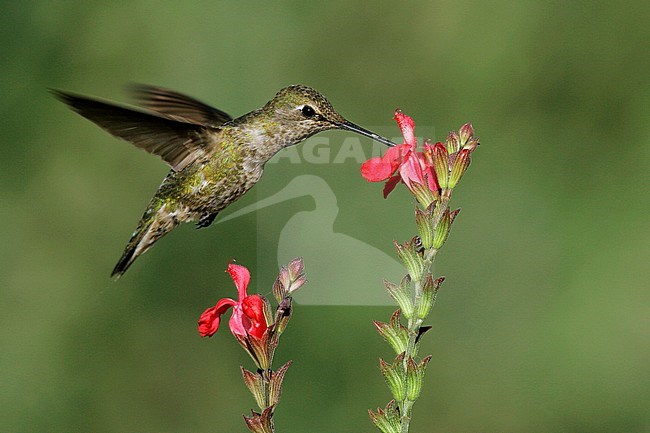 Adult female
Kern Co., CA
April 2005 stock-image by Agami/Brian E Small,