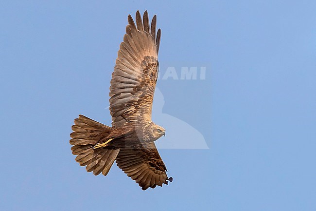 Bruine Kiekendief; Marsh Harrier; Circus aeruginosus stock-image by Agami/Daniele Occhiato,