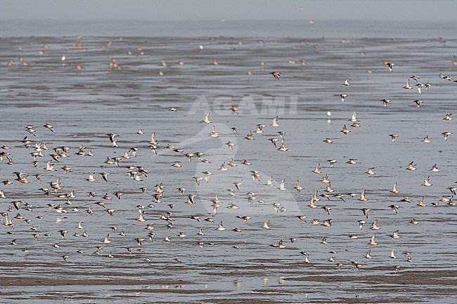 Kanoet groep vliegend; Red Knot flock flying stock-image by Agami/Marc Guyt,