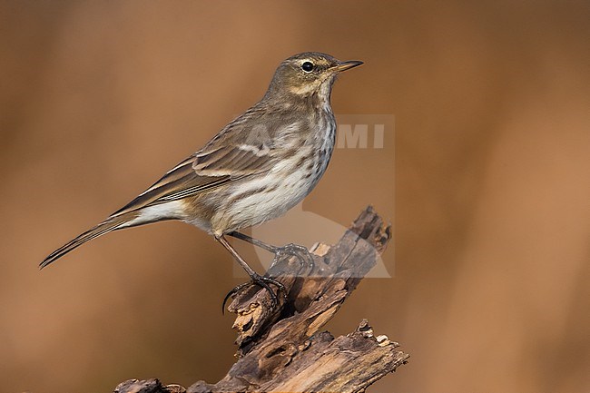 Water Pipit (Anthus spinoletta) in Italy. stock-image by Agami/Daniele Occhiato,