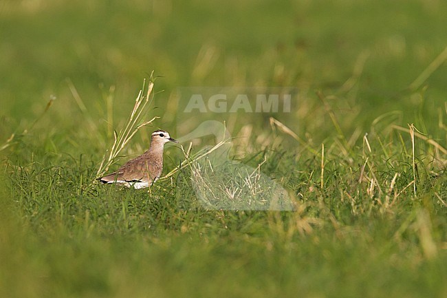 Sociable Lapwing - Steppenkiebitz - Vanellus gregarius, Oman, winter plumage stock-image by Agami/Ralph Martin,