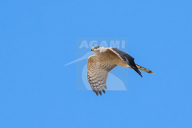 Adult male
Pima Co., AZ
April 2024 stock-image by Agami/Brian E Small,