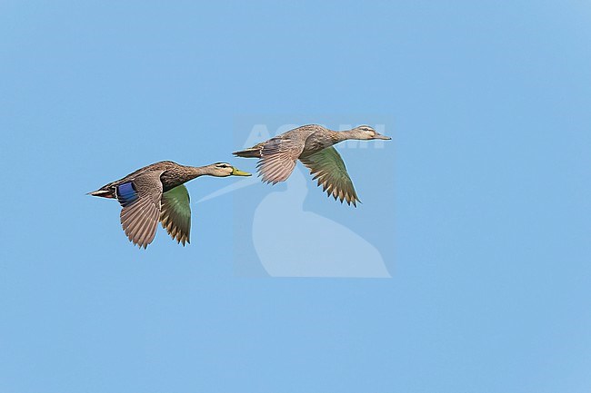 Adult male left, adult female right
Galveston Co., TX
May 2023 stock-image by Agami/Brian E Small,