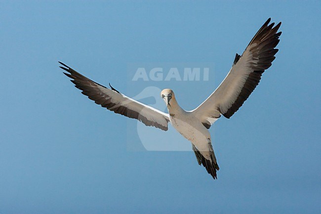 Kaapse Jan-van-gent in vlucht, Cape Gannet in flight stock-image by Agami/Wil Leurs,