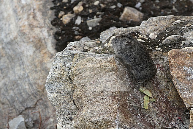 Large-eared Pika (Ochotona macrotis) climbing on rocks (Tibet) stock-image by Agami/James Eaton,