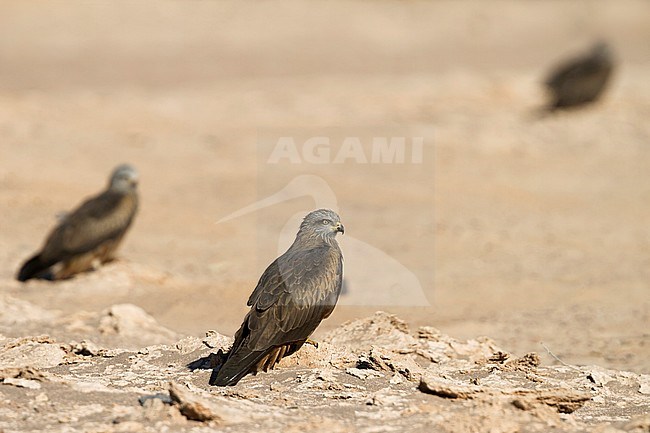 Black Kites (Milvus migrans migrans) resting on the desert ground in Morocco during migration. stock-image by Agami/Ralph Martin,