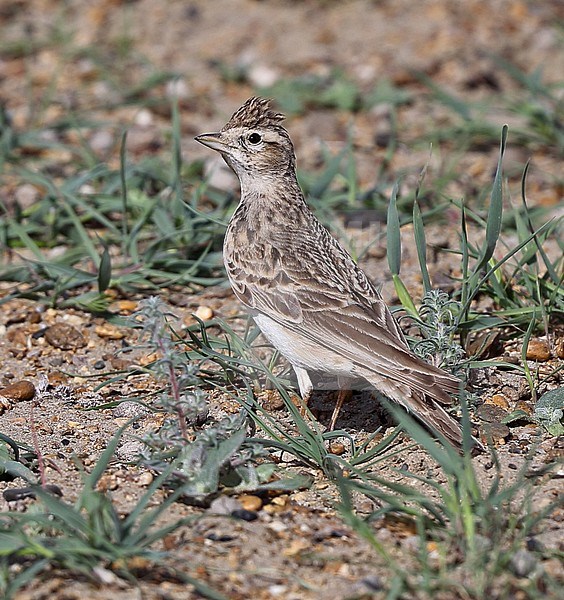 Greater Short-toed Lark, Calandrella brachydactyla longipennis stock-image by Agami/Andy & Gill Swash ,