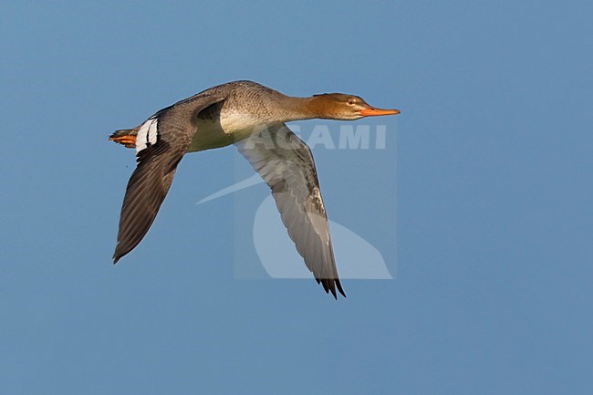 Vrouwtje Middelste Zaagbek in vlucht; Female Red-breasted Merganser in flight stock-image by Agami/Daniele Occhiato,