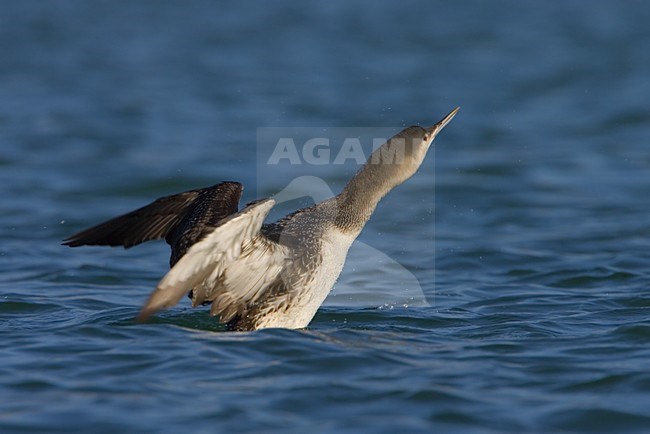 Roodkeelduiker strekkend; Red-throated Loon stretching stock-image by Agami/Daniele Occhiato,