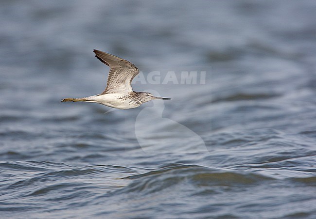 Groenpootruiter; Greenshank; Tringa nebularia stock-image by Agami/Arie Ouwerkerk,