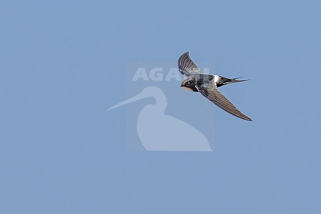 White-rumped Swift (Apus caffer) flying against blue sky in Namibia. stock-image by Agami/Marcel Burkhardt,