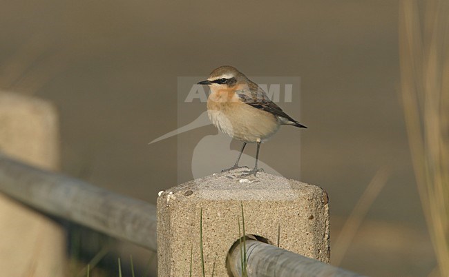 Northern Wheatear perched; Tapuit zittend stock-image by Agami/Arie Ouwerkerk,