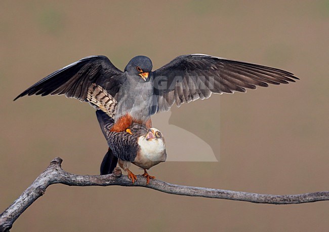 Roodpootvalk, Red-footed Falcon (Falco vespertinus) Hungary May 2008 stock-image by Agami/Markus Varesvuo / Wild Wonders,