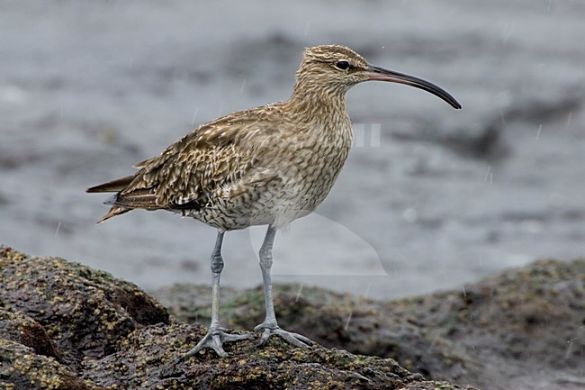 Chiurlo piccolo; Whimbrel; Numenius phaeopus stock-image by Agami/Daniele Occhiato,