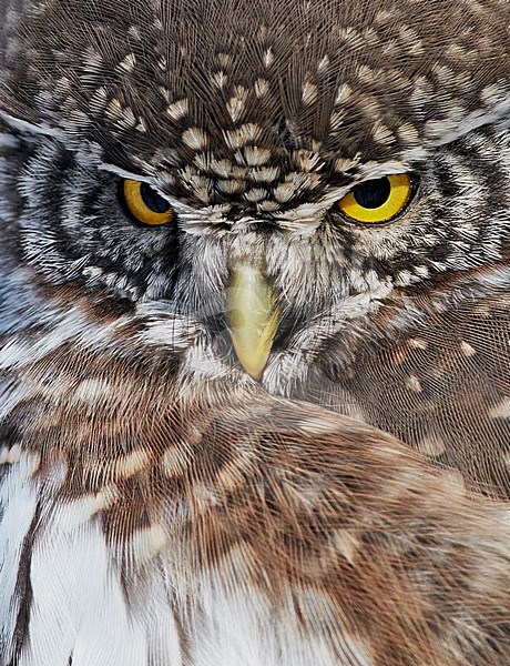 Eurasian Pygmy Owl (Glaucidium passerinum) wintering in Helsinki, Finland during February. stock-image by Agami/Markus Varesvuo,