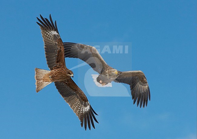 Zwartoorwouw met Zeearend in vlucht, Black-eared Kite with White-tailed Eagle in flight stock-image by Agami/Markus Varesvuo,