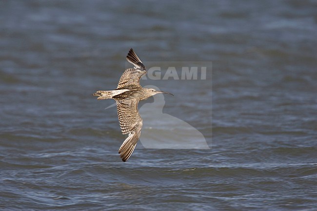 Vliegende Wulp; Flying Eurasian Curlew stock-image by Agami/Arie Ouwerkerk,