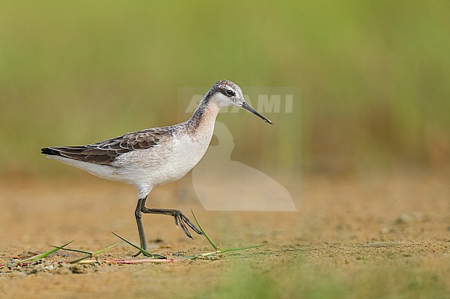 Adult male in transition to breeding
Galveston Co., TX
May 2023 stock-image by Agami/Brian E Small,