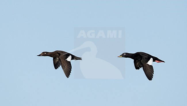 Paartje Grote Zee-eenden in de vlucht; Pair of Velvet Scoters in flight stock-image by Agami/Markus Varesvuo,