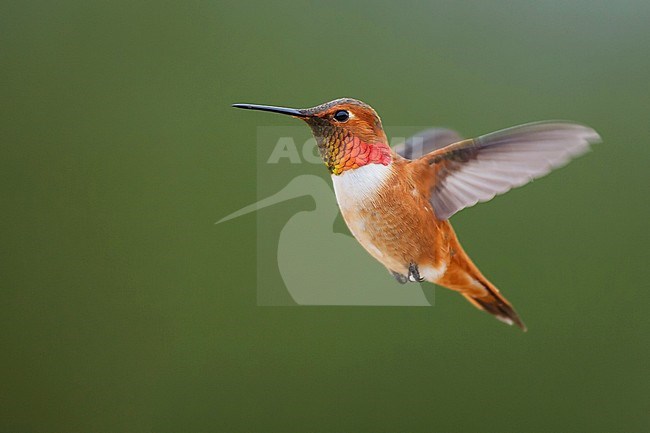 Adult male
Kern Co., CA
March 2006 stock-image by Agami/Brian E Small,