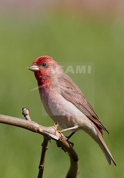 Mannetje Roodmus; Male Common Rosefinch stock-image by Agami/Markus Varesvuo,