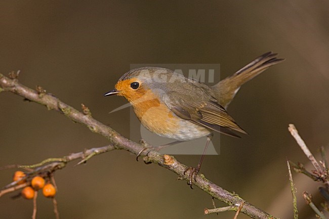 European Robin; Roodborst stock-image by Agami/Marc Guyt,