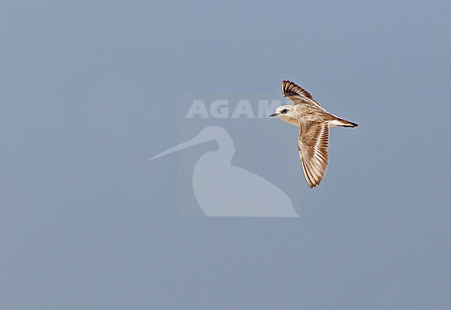 Kentish Plover (Charadrius alexandrinus) in flight during summer in Portugal. stock-image by Agami/Harvey van Diek,
