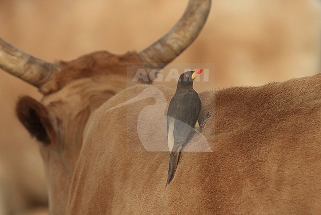 Geelsnavelossenpikker op een koe; Yellow-billed Oxpecker on a cow stock-image by Agami/Jacques van der Neut,