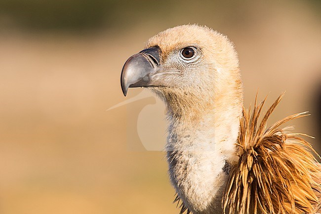 close-up Griffon Vulture, Vale Gier, Gyps vulvus stock-image by Agami/Wil Leurs,
