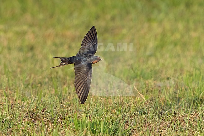 Adult American Barn Swallow (Hirundo rustica erythrogaster) in flight Galveston County, Texas, United States. stock-image by Agami/Brian E Small,