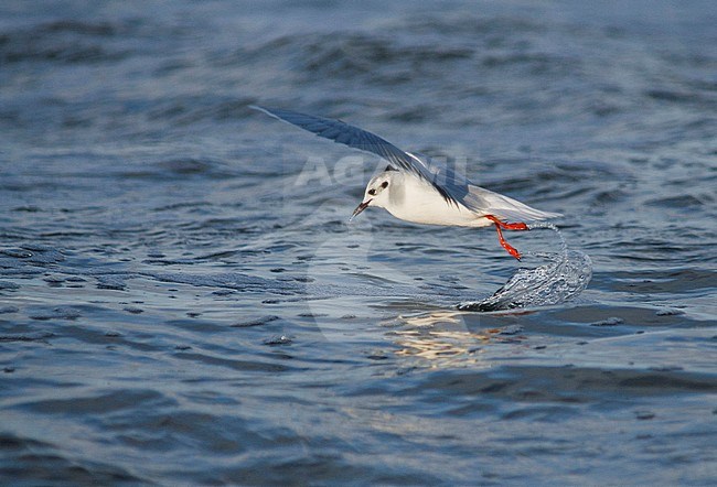 Little Gull - Zwergmöwe - Hydrocoloeus minutus, Germany, adult winter stock-image by Agami/Ralph Martin,