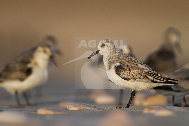 Sanderling - Sanderling - Calidris alba, Germany, adult, nonbreeding plumage stock-image by Agami/Ralph Martin,