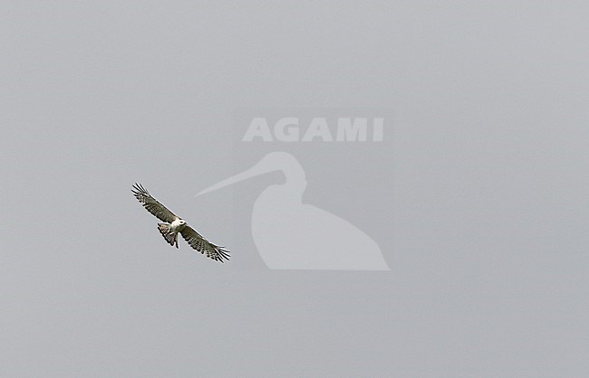 Critically endangered Flores Hawk-eagle (Nisaetus floris) in flight over the island Flores in the Lesser Sundas, Indonesia. stock-image by Agami/James Eaton,