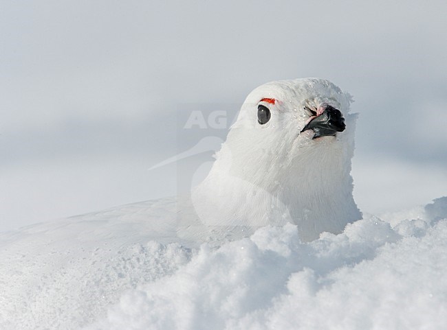 Moerassneeuwhoen in winterkleed in de sneeuw; Willow Ptarmigan in winter plumage in the snow stock-image by Agami/Markus Varesvuo,