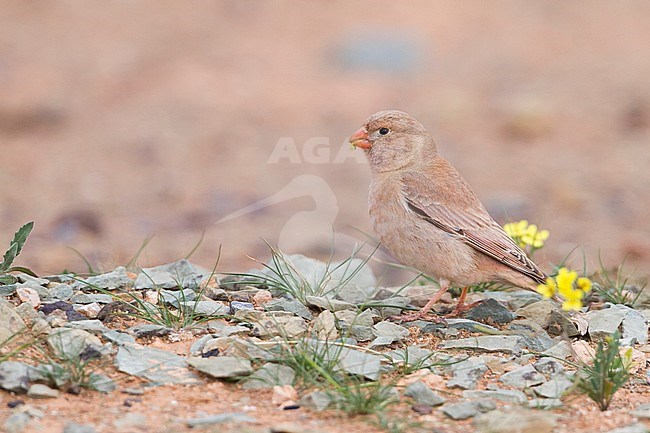 Trumpeter Finch - WÃ¼stengimpel - Bucanetes githagineus ssp. zedlitzi, Morocco stock-image by Agami/Ralph Martin,