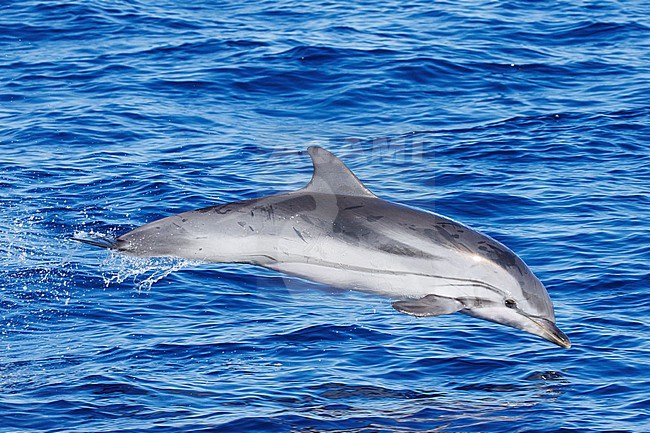 Striped Dolphin (Stenella coeruleoalba) taken the 02/08/2022 at Toulon - Franc.e. stock-image by Agami/Nicolas Bastide,