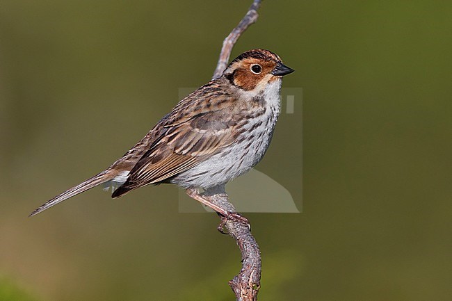 Dwerggors; Little Bunting stock-image by Agami/Daniele Occhiato,