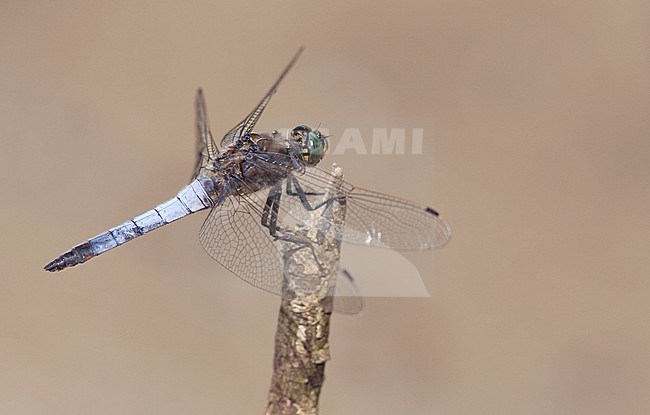 Imago Gewone oeverlibel; Adult Black-tailed Skimmer stock-image by Agami/Fazal Sardar,