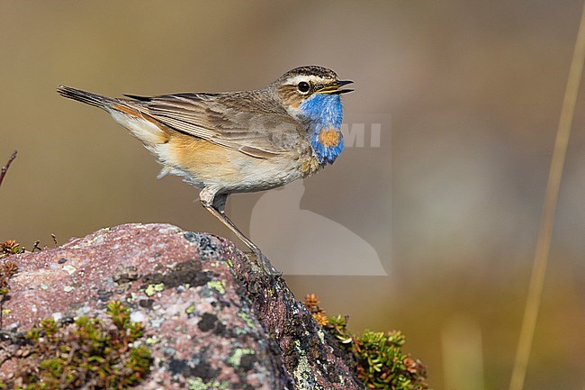 Bluethroat (Luscinia svecica), adult standing on a rock stock-image by Agami/Saverio Gatto,