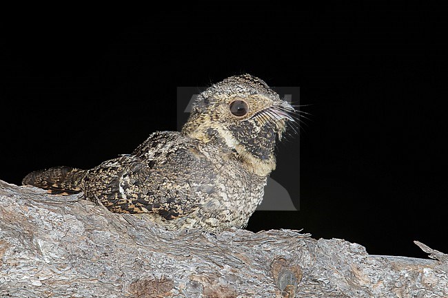 Adult male
Pima Co., AZ
May 2014 stock-image by Agami/Brian E Small,