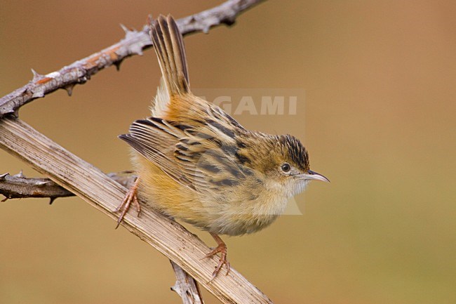 Graszanger op takje; Zitting Cisticola perched on twig stock-image by Agami/Daniele Occhiato,